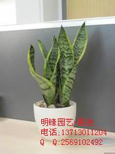 虎尾兰东莞花卉租摆东莞租花供应虎尾兰东莞花卉租摆东莞租花