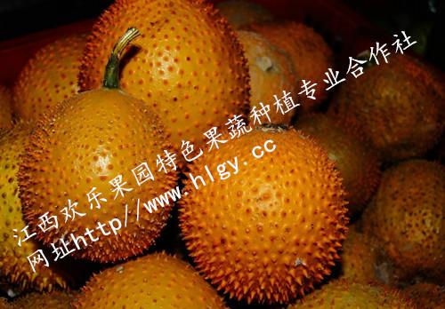 上饒?zhí)焯妹酃麍D片