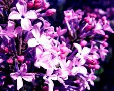 供應(yīng)醫(yī)用丁香酚*惠