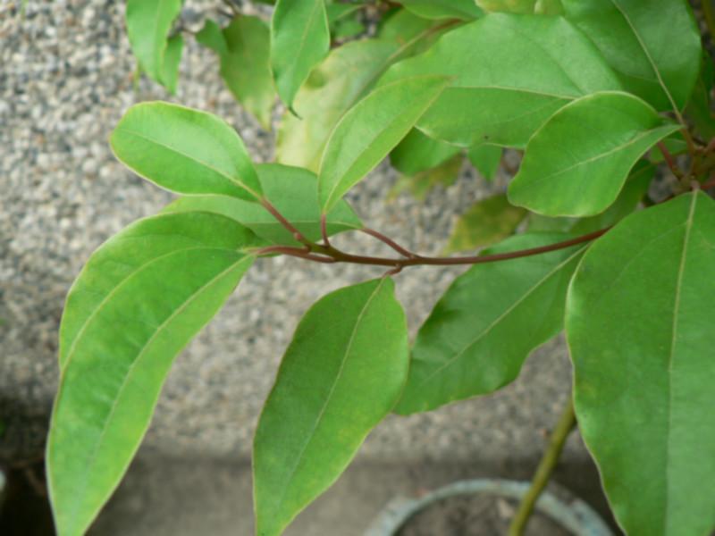 供應(yīng)江西醫(yī)用*油廠家生產(chǎn)