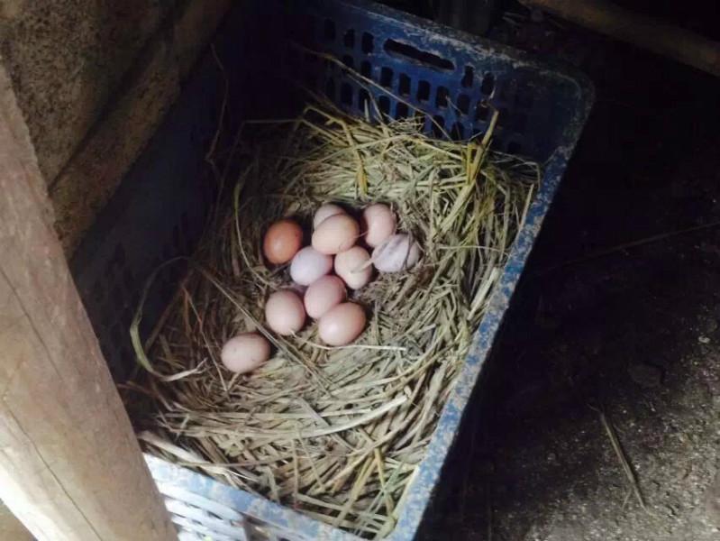 供应大连土鸡蛋价格，大连土鸡蛋销售，大连土鸡蛋供应商