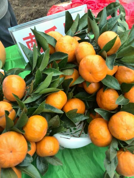 供應(yīng)南瓜桔種苗