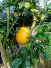 供應(yīng)荔浦黃金蜜柚