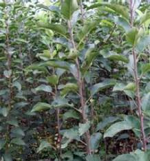 供應(yīng)運(yùn)城供應(yīng)皂角苗 2年皂角苗價格