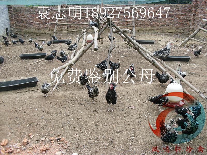 畢節(jié)野雞苗圖片