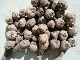 魔芋種子多少錢一斤 云南花魔芋種子 魔芋，花魔芋，云南花魔芋，魔芋種