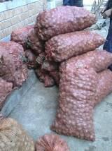 供應中國魔芋之鄉(xiāng)，富村魔芋，花魔芋，魔芋種子