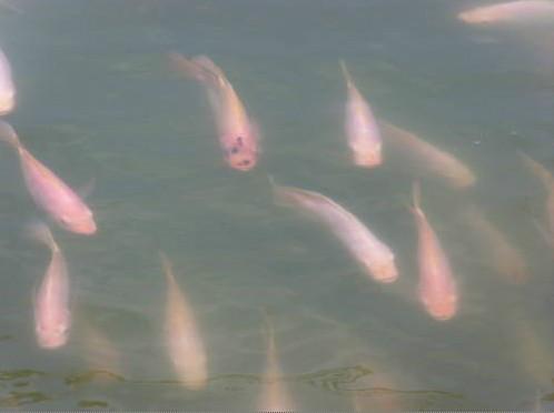 供應(yīng)紅羅非魚苗多少錢一尾，多少錢一條，東莞紅羅非魚價格