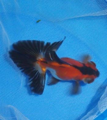 供應(yīng)金魚(yú)養(yǎng)殖技術(shù)，金魚(yú)養(yǎng)殖條件，深圳金魚(yú)養(yǎng)殖技術(shù)培訓(xùn)