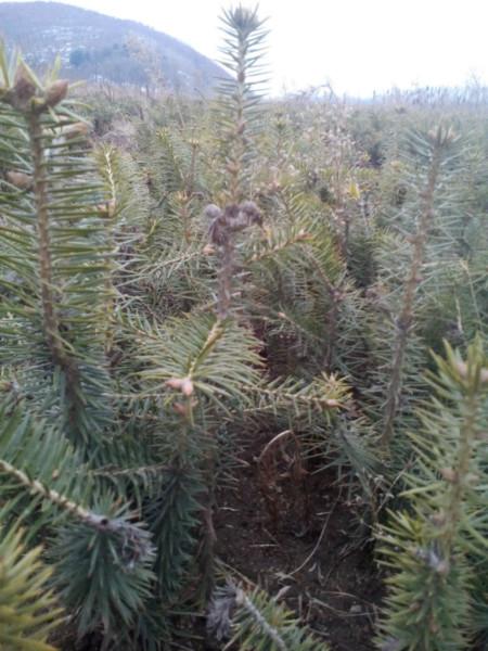 供應(yīng)冷杉苗4年苗10萬