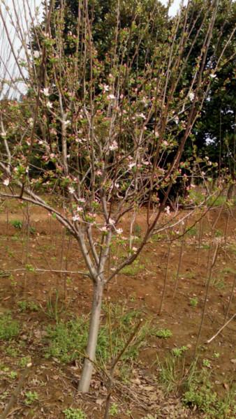 供應(yīng)庭院種植西府海棠樹苗，全國*西府海棠生產(chǎn)基地，地戶直銷