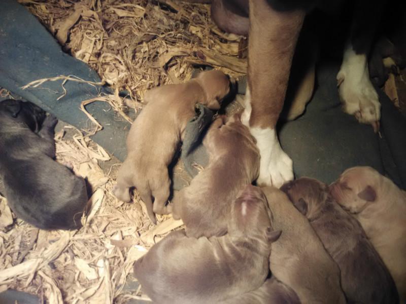 比特犬現(xiàn)在預(yù)定圖片