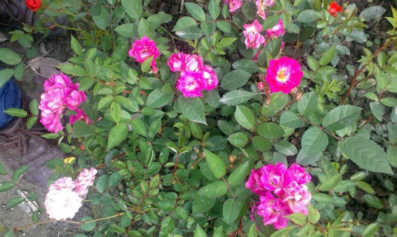 四川豐花月季/成都豐花月季價格圖片
