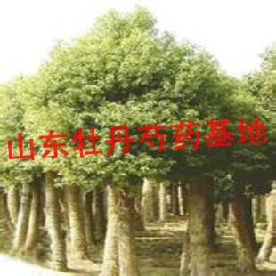 濰坊白蠟苗供貨商圖片