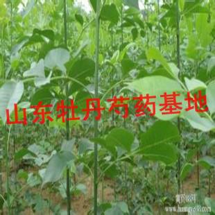 白蠟苗圖片/白蠟苗樣板圖 (3)