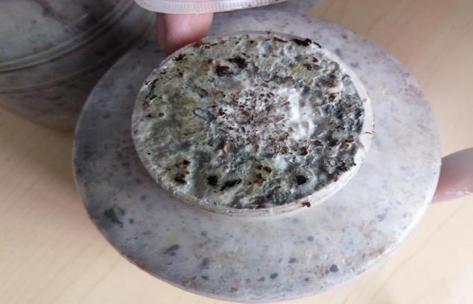 供應(yīng)出口級(jí)雪杉耳菌罐