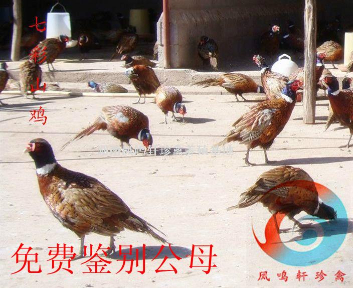 福州野雞苗圖片