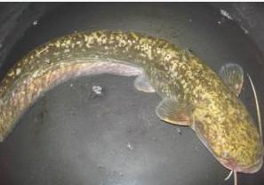 供應(yīng)大口鯰魚苗價格，大口鯰魚苗批發(fā)，大口鯰魚苗大量供應(yīng)