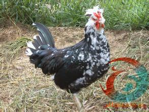 供應(yīng)合肥綠殼蛋雞苗