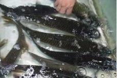 供應(yīng)批發(fā)草魚苗