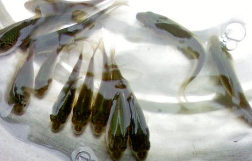 供應(yīng)批發(fā)草魚苗