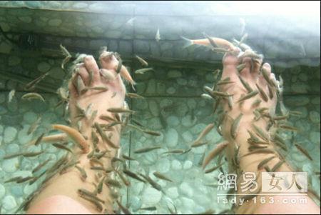 觀賞魚圖片/觀賞魚樣板圖 (4)