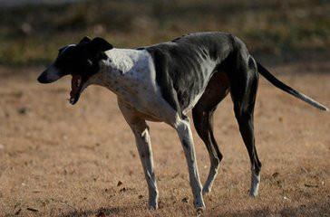 供应灵缇犬养殖场-山东鑫民牧业