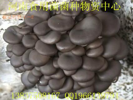 供應*黑菇王——2試管菌種 顆粒菌種 純一代母種 預訂原種 母種 栽培種