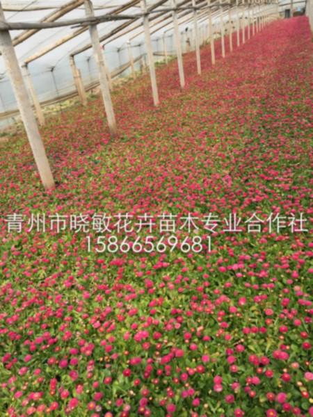 供應(yīng)雛菊