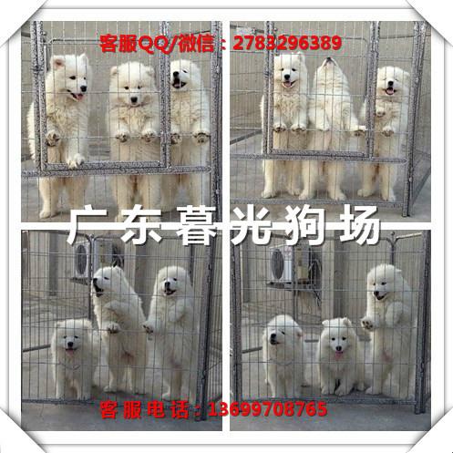 萨摩耶幼犬厂家供应萨摩耶幼犬 广州萨摩耶犬大概多少钱 广州萨摩耶犬价格 暮光狗场