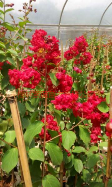 廣西紫薇基地百日紅紫薇 百日紅紫薇 紫薇 紫薇批發(fā) 紫薇價格，