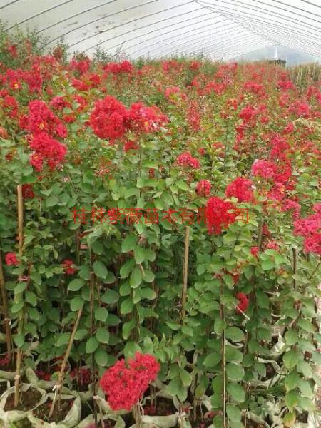 廣西紫薇基地百日紅紫薇 百日紅紫薇 紫薇 紫薇批發(fā) 紫薇價格，