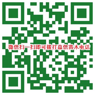 供应2公分速生法桐价格/2公分速生法桐报价/米径2公分速生法桐价格表图片