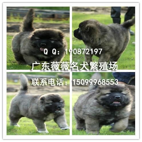 纯种高加索幼犬图片