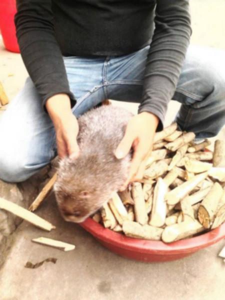 供应湖南种鼠零售价格/湖南种鼠批发商/湖南竹鼠市场报价