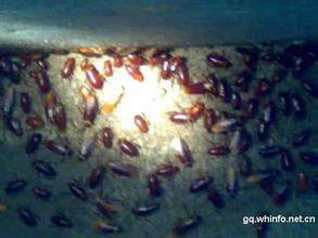 供應(yīng)昆明五華區(qū)哪里有滅蟑螂-昆明五華區(qū)哪里有滅蟑螂公司-昆明五華區(qū)哪里有滅蟑螂效果如何-昆明五華區(qū)哪里有滅蟑螂價格