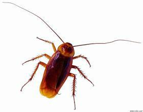 供應昆明官渡區(qū)酒店滅蟑螂哪家*-昆明官渡區(qū)酒店滅蟑螂哪家*公司-昆明官渡區(qū)酒店滅蟑螂哪家*價格-價格多少