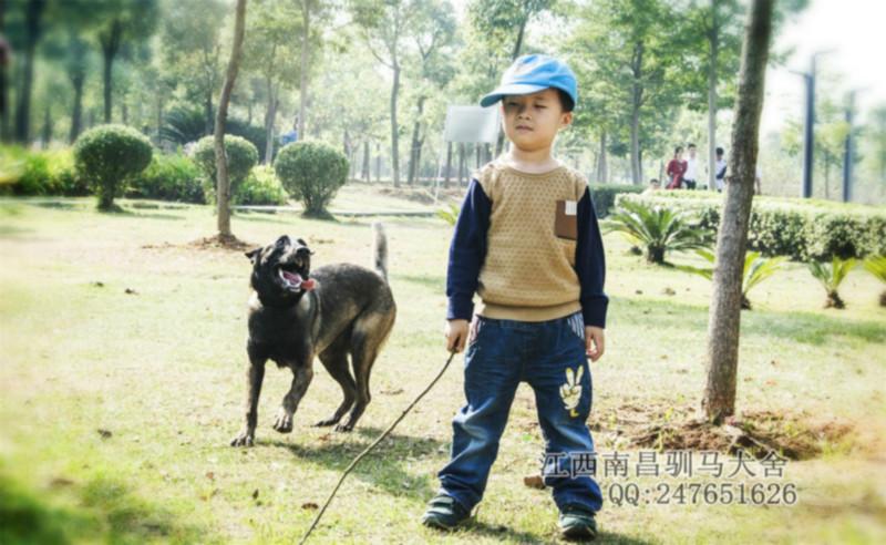 广西南宁玉林桂林柳州梧州标准马犬图片