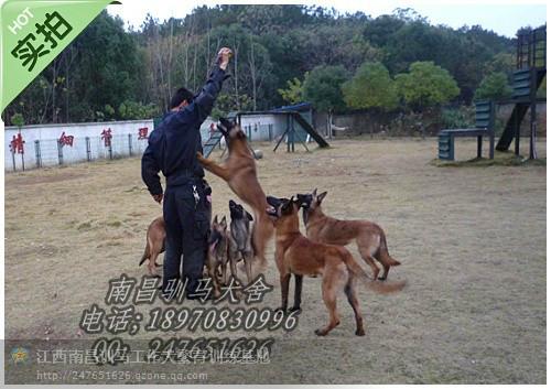 北京市广东广州深圳珠海汕头佛山韶关马犬厂家供应广东广州深圳珠海汕头佛山韶关马犬