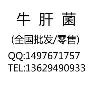 浙江野生鸡枞菌多少钱一斤图片