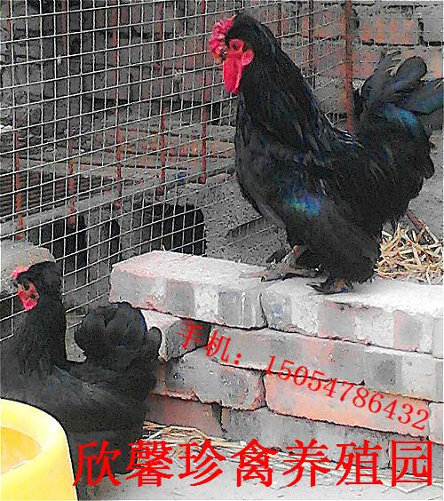 供應(yīng)哪里有紅腹錦雞賣啊多少錢一只