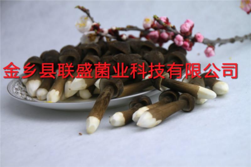 供应黑皮鸡枞菌批发零售