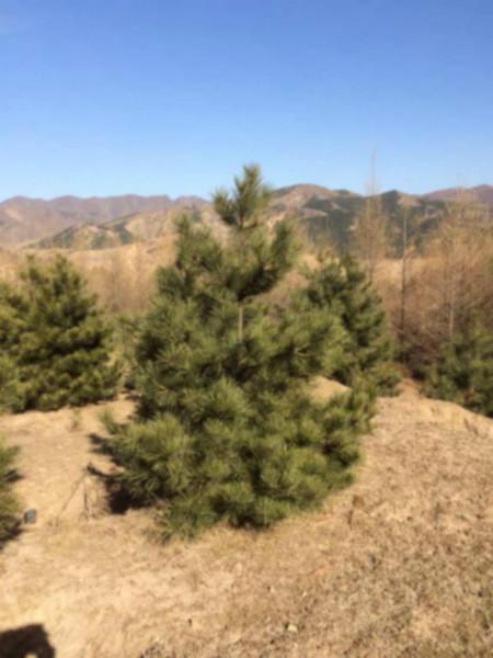 供應(yīng)油松占地樹.景觀樹.綠化樹造林用樹