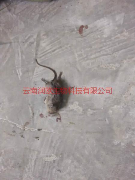 云南官渡區(qū)滅鼠公司找哪家圖片