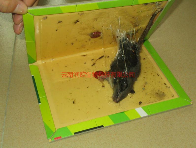 供應(yīng)蒙自市區(qū)大酒店滅鼠-蒙自市區(qū)大酒店滅鼠價(jià)格-蒙自市區(qū)大酒店滅鼠公司