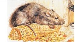 餐廳滅鼠圖片/餐廳滅鼠樣板圖 (2)