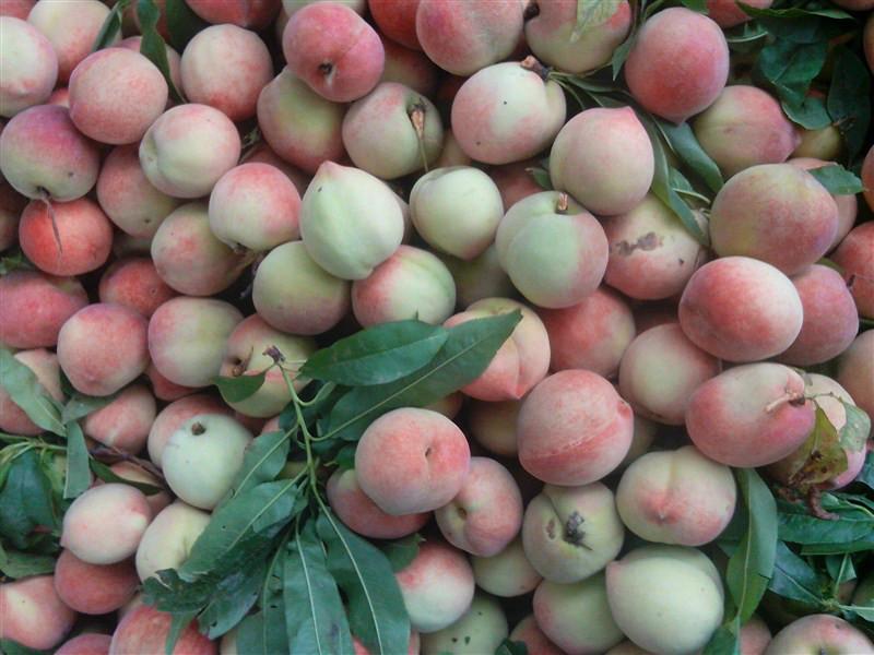 批發(fā)代銷代賣桃子