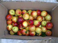 批發(fā)代銷代賣桃子