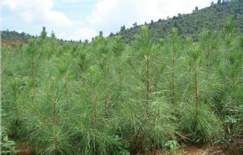 哪里有賣圖片/哪里有賣樣板圖 (3)