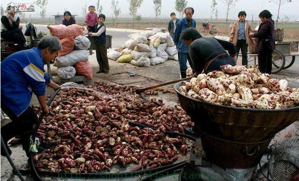 紅薯圈粉加工圖片